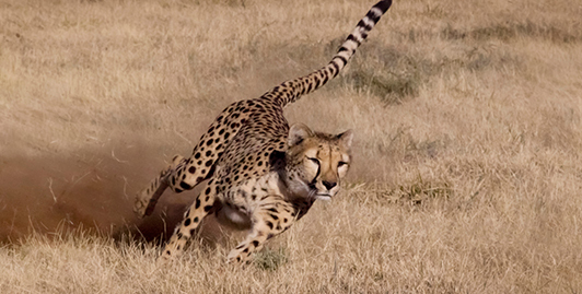 Geistlich Pharma Case Study, DistillerSR Cheetah Running