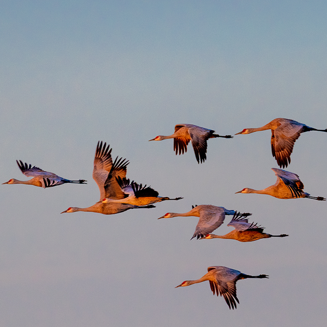 flock of birds flying